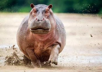 Do you dare to keep these large pets?