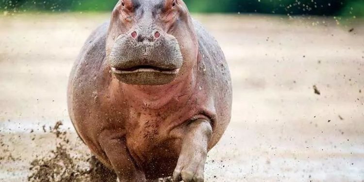 Do you dare to keep these large pets?