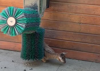 StoryfulStoryful A Little to the Left… Adorable Goats Scratch an Itch at Frankfurt Zoo