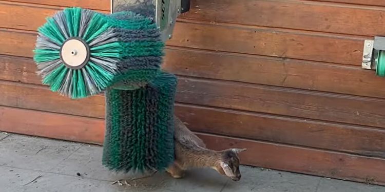 StoryfulStoryful A Little to the Left… Adorable Goats Scratch an Itch at Frankfurt Zoo