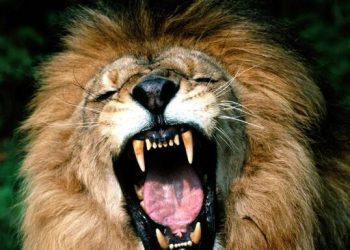 The 10 most dangerous animals to human life, dogs ranked third