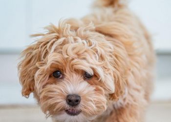 cutest dog breeds — maltipoo