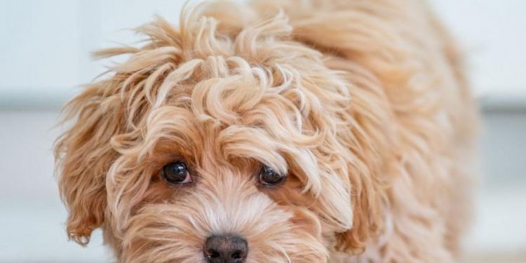 cutest dog breeds — maltipoo