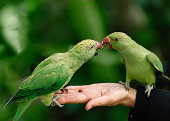 How to keep pet birds?