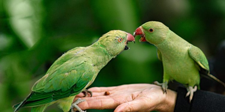 How to keep pet birds?