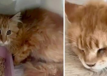 Woman eaten by 20 pet cats after collapsing dead