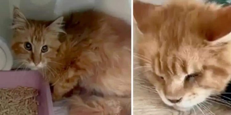 Woman eaten by 20 pet cats after collapsing dead