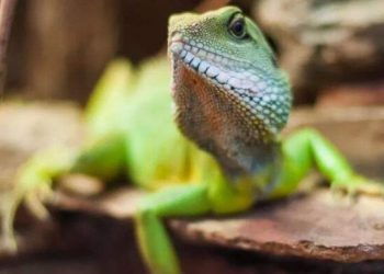 How to build a zoo with reptiles at home?