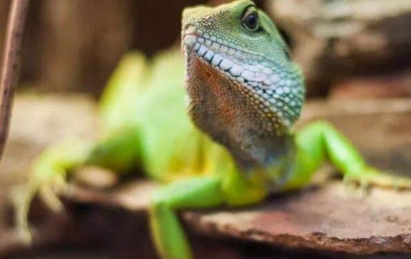 How to build a zoo with reptiles at home?