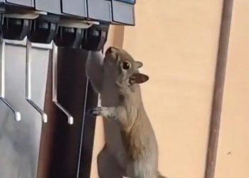 A squirrel came to the store and had a cold buffet