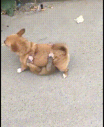 Dag: this is my best friend