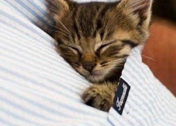 How did you come out of the grief of the death of your pet at home?