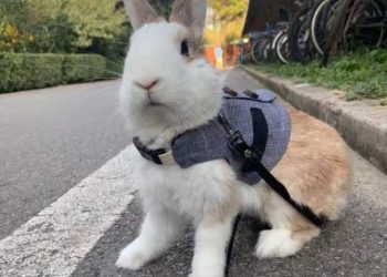Can a pet rabbit recognize its owner?