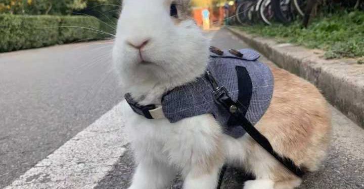 Can a pet rabbit recognize its owner?