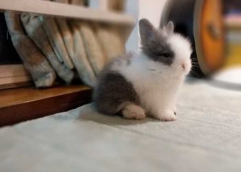 Does your rabbit pet know you love it?