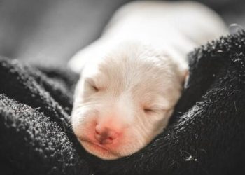 Why can’t the dog bark?