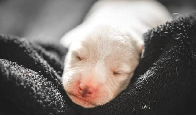 Why can’t the dog bark?