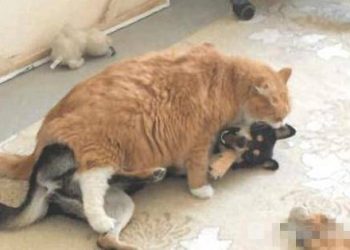At dawn, the dog barked, it turned out to be bullied by the cat
