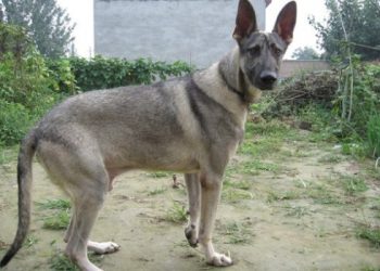 Why Are Dogs Given Up?