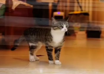 What should I do if I want to raise a cat but I am afraid that the cat will scratch the sofa?