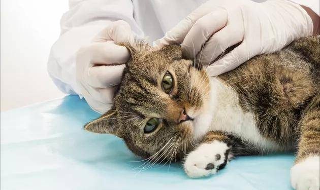 What are the symptoms of cat ear mites? How to deal with it?