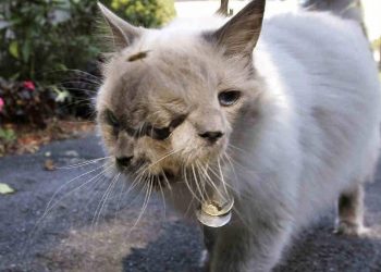 8 strangest pets and animals in the world