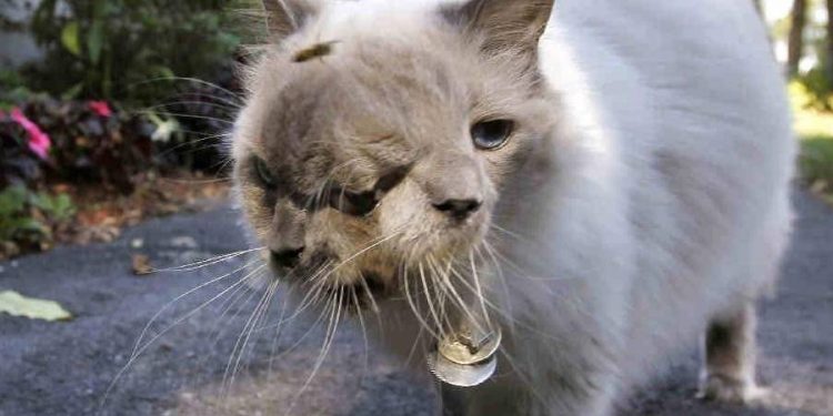 8 strangest pets and animals in the world