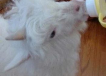 What kind of experience is it to keep a goat as a pet?