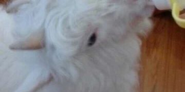 What kind of experience is it to keep a goat as a pet?