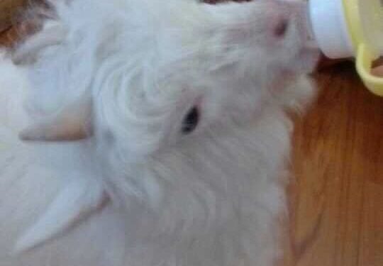 What kind of experience is it to keep a goat as a pet?