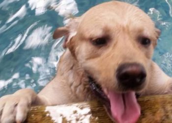 Can a puppy be bathed at 2 months? When can a dog not take a bath?