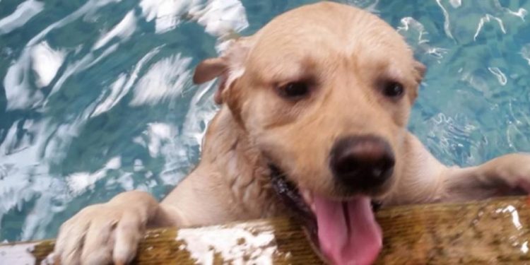 Can a puppy be bathed at 2 months? When can a dog not take a bath?