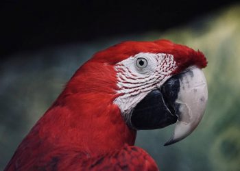 Can baby formula be fed to parrots?
