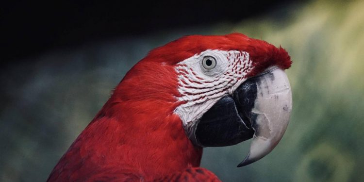 Can baby formula be fed to parrots?