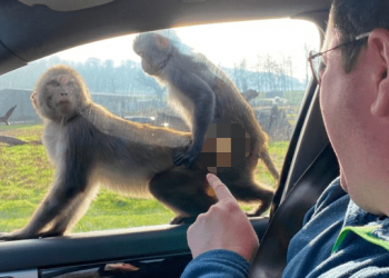 A pair of monkeys mate on the car window in front of tourists, tourists express helplessness and embarrassment