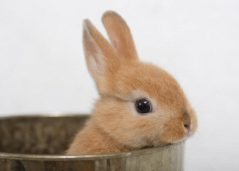 Can a rabbit heal itself from a cold? Can a bunny heal itself from a cold?