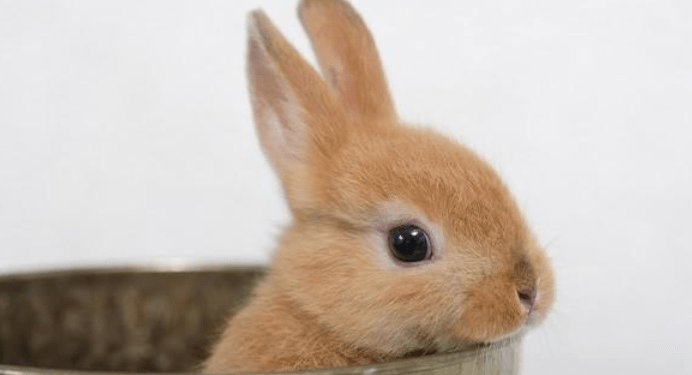 Can a rabbit heal itself from a cold? Can a bunny heal itself from a cold?