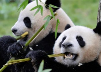 If a giant panda gets angry and hurts people, will it be killed like other beasts?