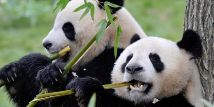If a giant panda gets angry and hurts people, will it be killed like other beasts?