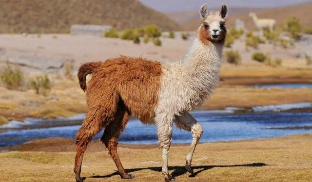 10 unusual pets, have you seen them all?