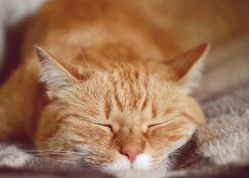 An orange tabby cat with an "M" marking on his forehead.