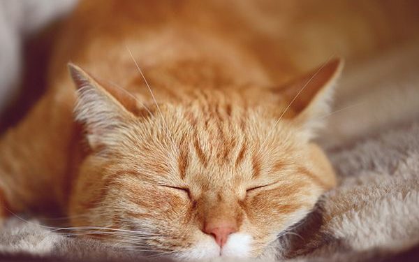 An orange tabby cat with an "M" marking on his forehead.