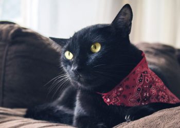 5 Fascinating Facts About Black Cats