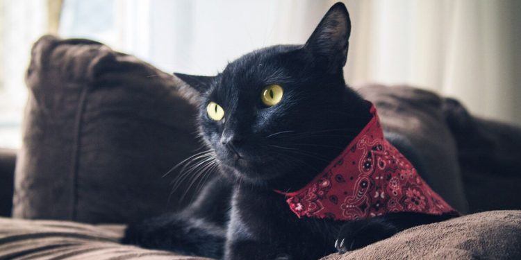 5 Fascinating Facts About Black Cats