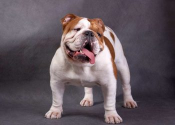 Seventy-year-old Long Island woman mauled to death by family’s pit bull