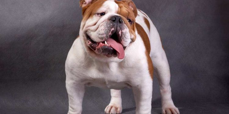 Seventy-year-old Long Island woman mauled to death by family’s pit bull