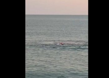 Family Shocked as Cape Cod Shark Feasts on Seal in Front of Them