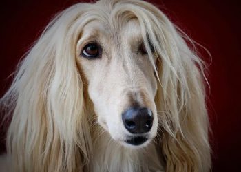 10 most expensive dog breeds in the world today