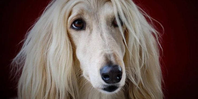 10 most expensive dog breeds in the world today