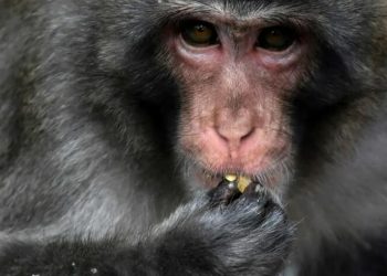 Marauding monkey caught, killed after dozens injured in Japan